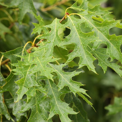 Quercus coccinea 'Splendens'